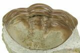 Bargain, Fossil Asaphus Expansus Trilobite - Russia #363103-2